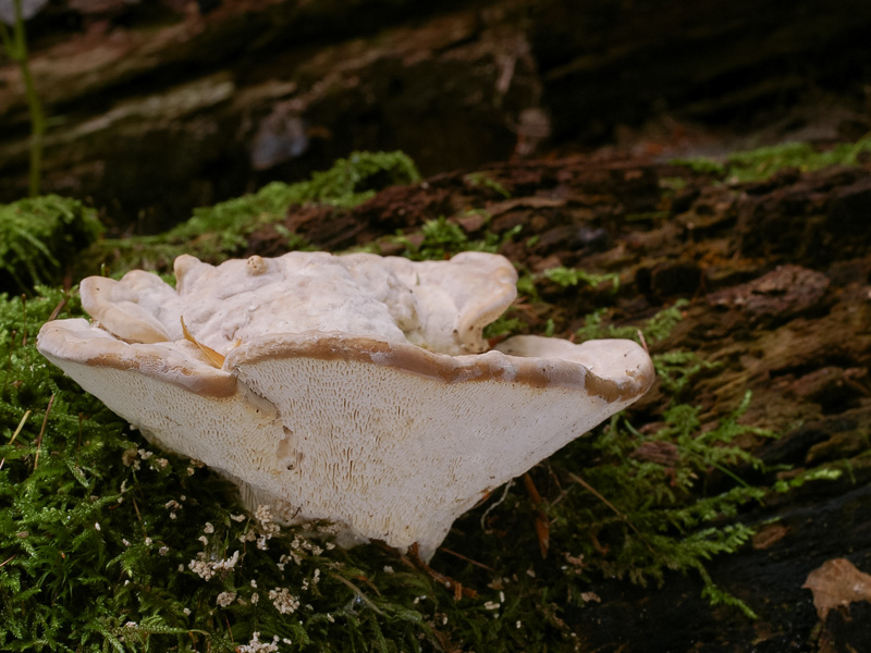 Trametes gibbosa